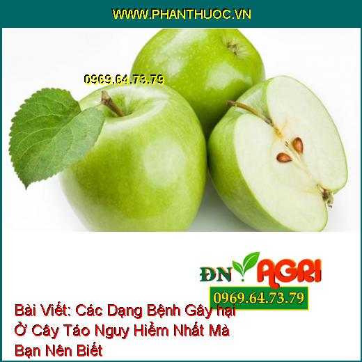 Các Dạng Bệnh Gây hại Ở Cây Táo Nguy Hiểm Nhất Mà Bạn Nên Biết