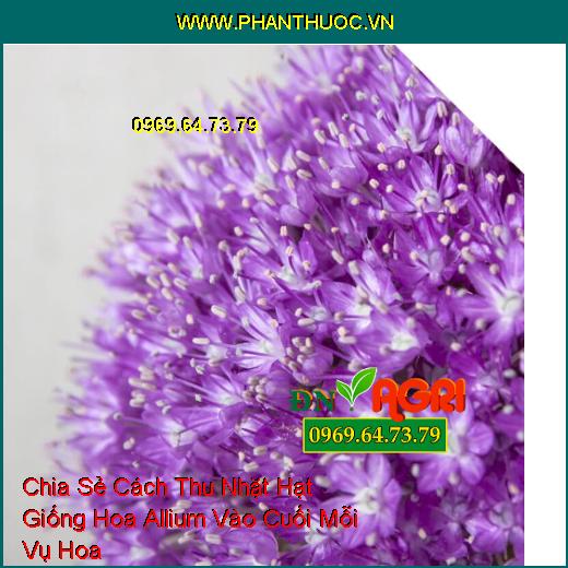 Chia Sẻ Cách Thu Nhặt Hạt Giống Hoa Allium Vào Cuối Mỗi Vụ Hoa