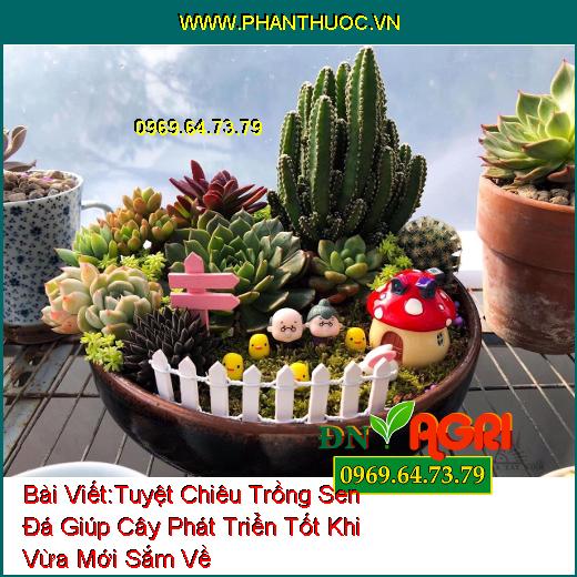 Tuyệt Chiêu Trồng Sen Đá Giúp Cây Phát Triển Tốt Khi Vừa Mới Sắm Về