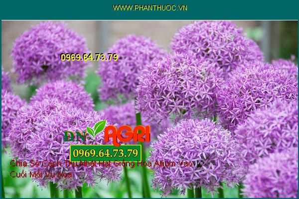 Chia Sẻ Cách Thu Nhặt Hạt Giống Hoa Allium Vào Cuối Mỗi Vụ Hoa