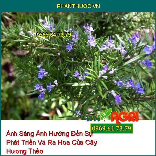 Ánh Sáng Ảnh Hưởng Đến Sự Phát Triển Và Ra Hoa Của Cây Hương Thảo