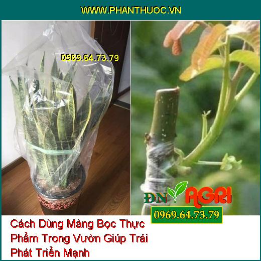 Cách Dùng Màng Bọc Thực Phẩm Trong Vườn Giúp Trái Phát Triển Mạnh 