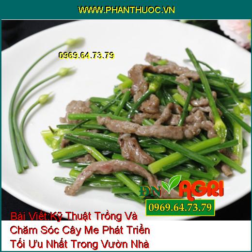 Kỹ Thuật Trồng Và Chăm Sóc Cây Me Phát Triển Tối Ưu Nhất Trong Vườn Nhà