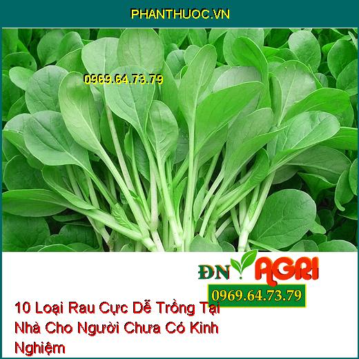 10 Loại Rau Cực Dễ Trồng Tại Nhà Cho Người Chưa Có Kinh Nghiệm