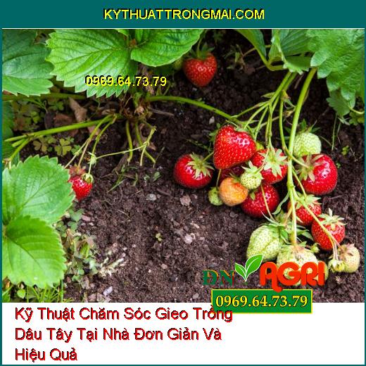 Kỹ Thuật Chăm Sóc Gieo Trồng Dâu Tây Tại Nhà Đơn Giản Và Hiệu Quả