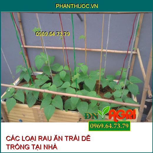 CÁC LOẠI RAU ĂN TRÁI DỄ TRỒNG TẠI NHÀ