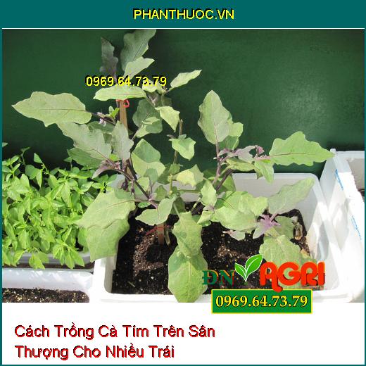 Cách Trồng Cà Tím Trên Sân Thượng Cho Nhiều Trái