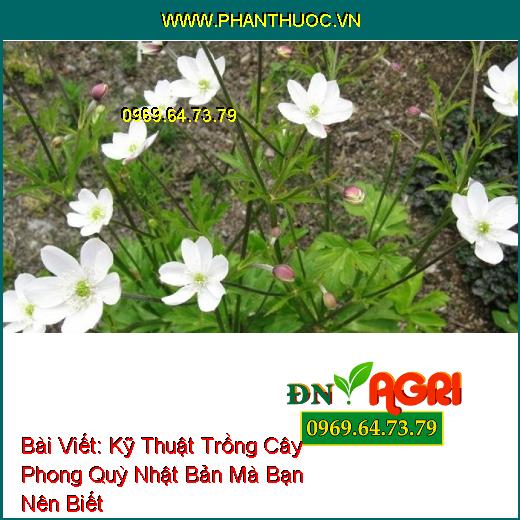 Kỹ Thuật Trồng Cây Phong Quỳ Nhật Bản Mà Bạn Nên Biết