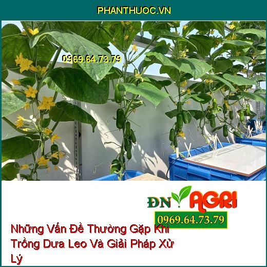 Những Vấn Đề Thường Gặp Khi Trồng Dưa Leo Và Giải Pháp Xử Lý