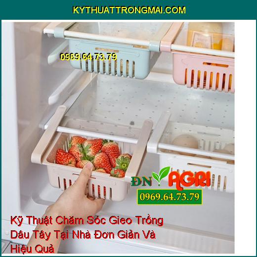 Kỹ Thuật Chăm Sóc Gieo Trồng Dâu Tây Tại Nhà Đơn Giản Và Hiệu Quả