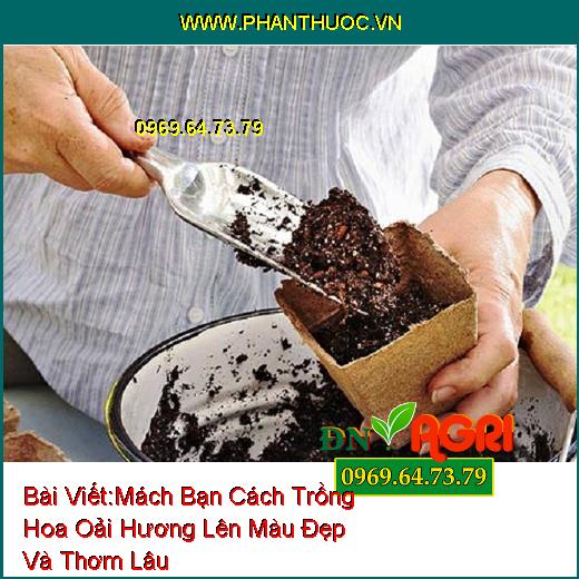 Mách Bạn Cách Trồng Hoa Oải Hương (Lavender) Lên Màu Đẹp Và Thơm Lâu