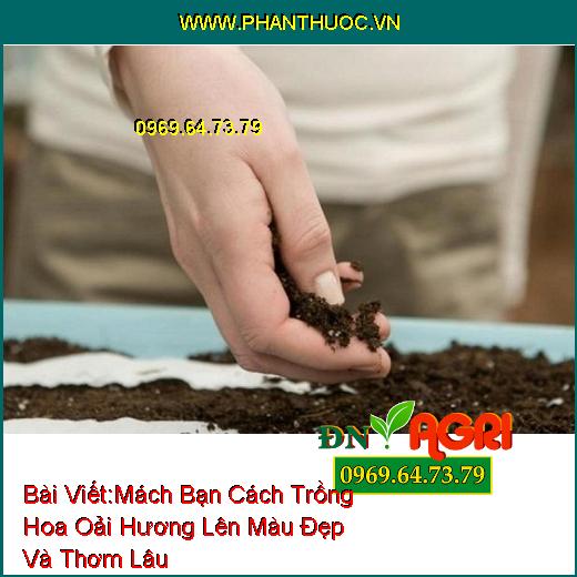 Mách Bạn Cách Trồng Hoa Oải Hương (Lavender) Lên Màu Đẹp Và Thơm Lâu