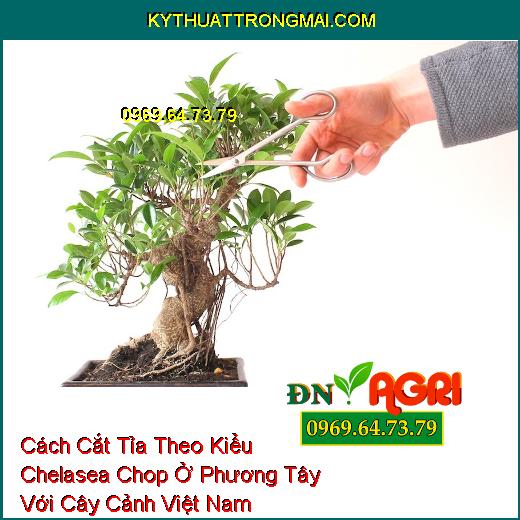 Cách Cắt Tỉa Theo Kiểu Chelasea Chop Ở Phương Tây Với Cây Cảnh Việt Nam