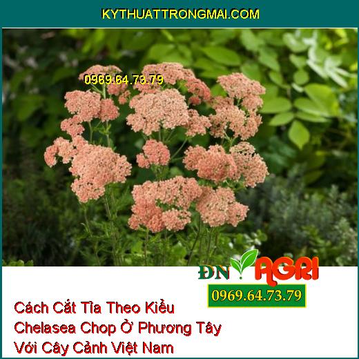 Cách Cắt Tỉa Theo Kiểu Chelasea Chop Ở Phương Tây Với Cây Cảnh Việt Nam