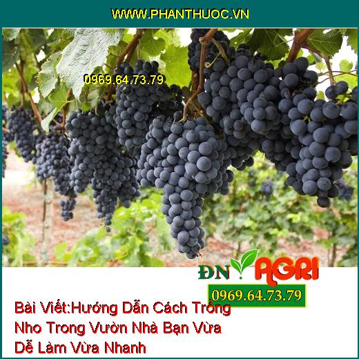 Hướng Dẫn Cách Trồng Nho Trong Vườn Nhà Bạn Vừa Dễ Làm Vừa Nhanh