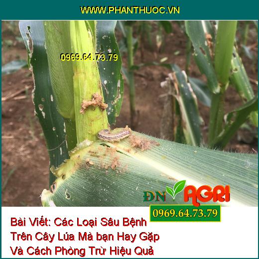 Các Loại Sâu Bệnh Trên Cây Lúa Mà bạn Hay Gặp Và Cách Phòng Trừ Hiệu Quả