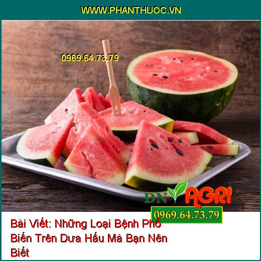 Những Loại Bệnh Phổ Biến Trên Dưa Hấu Mà Bạn Nên Biết