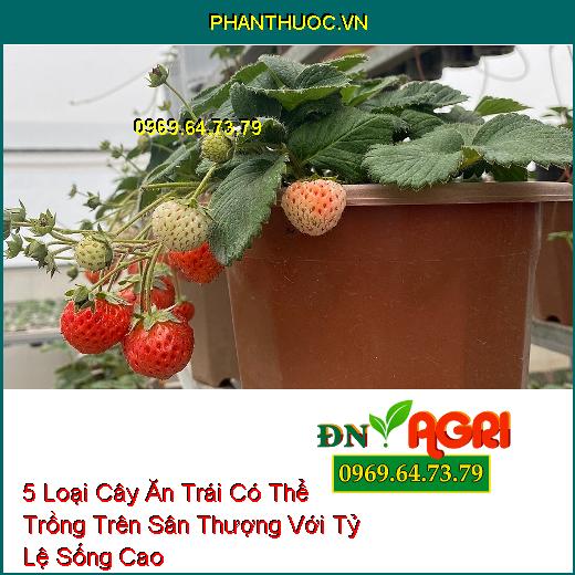 5 Loại Cây Ăn Trái Có Thể Trồng Trên Sân Thượng Với Tỷ Lệ Sống Cao