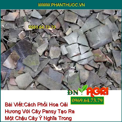 Cách Phối Hoa Oải Hương Với Cây Pansy Tạo Ra Một Chậu Cây Ý Nghĩa Trong Nhà