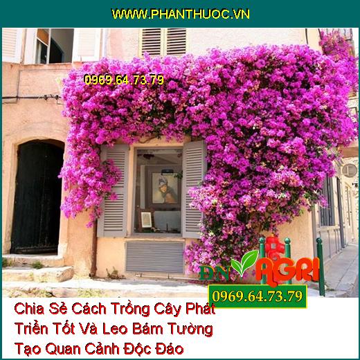 Chia Sẻ Cách Trồng Cây Phát Triển Tốt Và Leo Bám Tường Tạo Quan Cảnh Độc Đáo