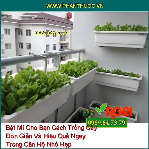 Bật Mí Cho Bạn Cách Trồng Cây Đơn Giản Và Hiệu Quả Ngay Trong Căn Hộ Nhỏ Hẹp