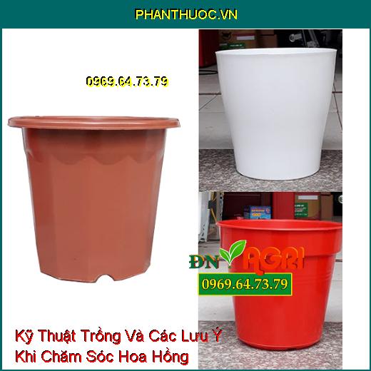 Kỹ Thuật Trồng Và Các Lưu Ý Khi Chăm Sóc Hoa Hồng 