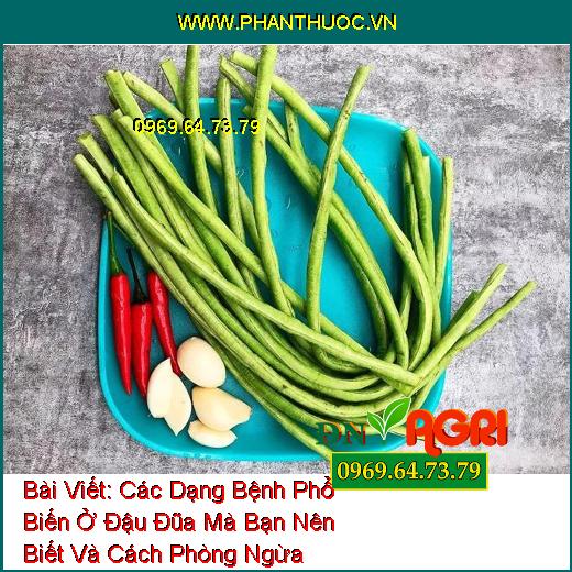 Các Dạng Bệnh Phổ Biến Ở Đậu Đũa Mà Bạn Nên Biết Và Cách Phòng Ngừa