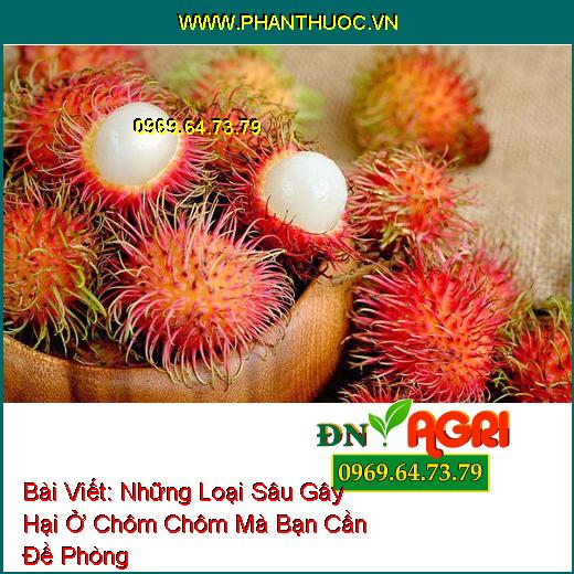 Những Loại Sâu Gây Hại Ở Chôm Chôm Mà Bạn Cần Đề Phòng