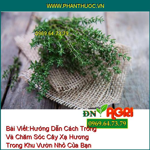 Hướng Dẫn Cách Trồng Và Chăm Sóc Cây Xạ Hương Trong Khu Vườn Nhỏ Của Bạn