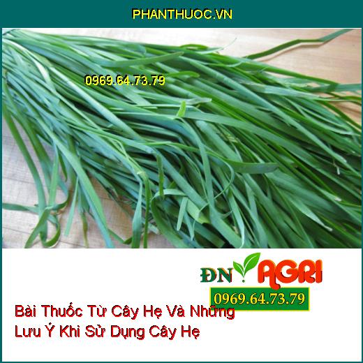 Bài Thuốc Từ Cây Hẹ Và Những Lưu Ý Khi Sử Dụng Cây Hẹ