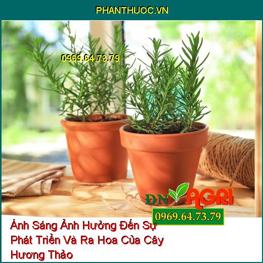 Ánh Sáng Ảnh Hưởng Đến Sự Phát Triển Và Ra Hoa Của Cây Hương Thảo