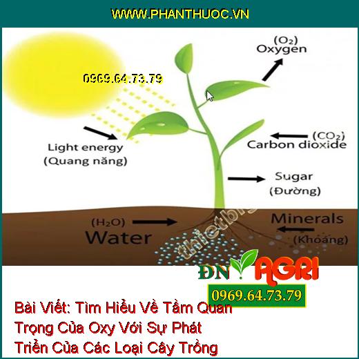 Tìm Hiểu Về Tầm Quan Trọng Của Oxy Với Sự Phát Triển Của Các Loại Cây Trồng