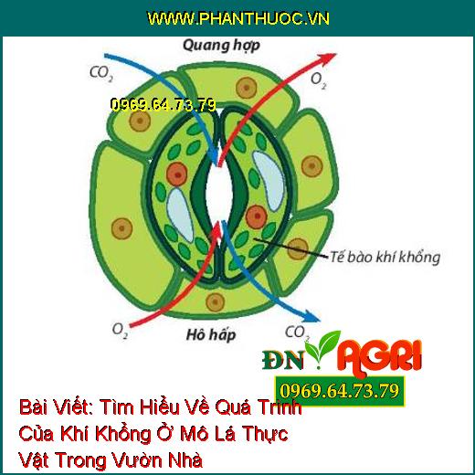 Tìm Hiểu Về Quá Trình Của Khí Khổng Ở Mô Lá Thực Vật Trong Vườn Nhà