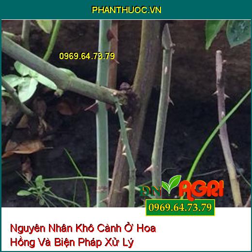 Nguyên Nhân Khô Cành Ở Hoa Hồng Và Biện Pháp Xử Lý