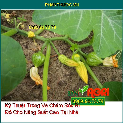 Kỹ Thuật Trồng Và Chăm Sóc Bí Đỏ Cho Năng Suất Cao Tại Nhà