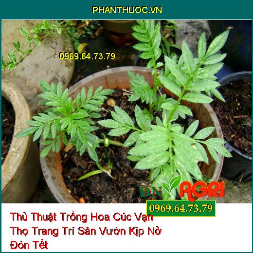 Thủ Thuật Trồng Hoa Cúc Vạn Thọ Trang Trí Sân Vườn Kịp Nở Đón Tết