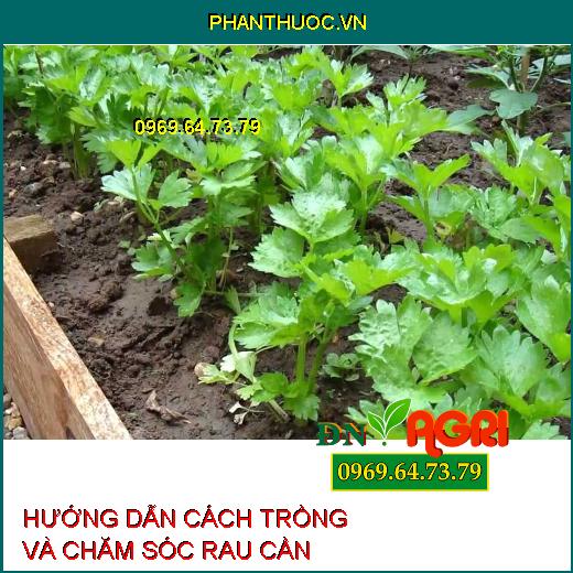 HƯỚNG DẪN CÁCH TRỒNG VÀ CHĂM SÓC RAU CẦN