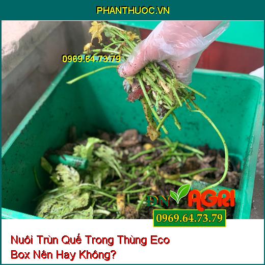 Nuôi Trùn Quế Trong Thùng Eco Box Nên Hay Không?