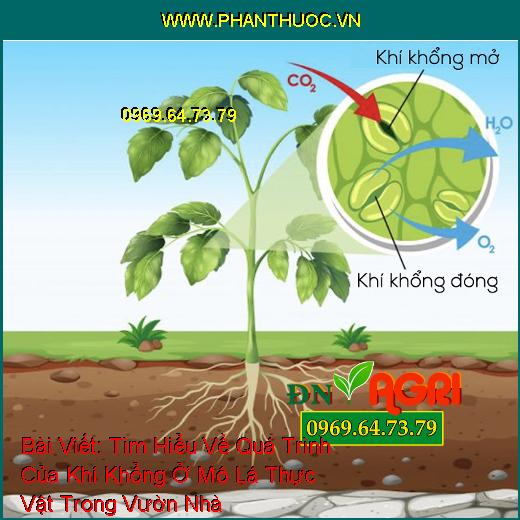 Tìm Hiểu Về Quá Trình Của Khí Khổng Ở Mô Lá Thực Vật Trong Vườn Nhà