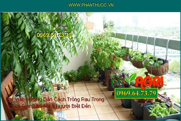 Hướng Dẫn Cách Trồng Rau Trong Không Gian Nhỏ Mà Ít Người Biết Đến