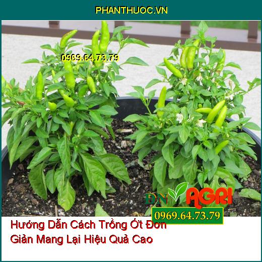 Hướng Dẫn Cách Trồng Ớt Đơn Giản Mang Lại Hiệu Quả Cao