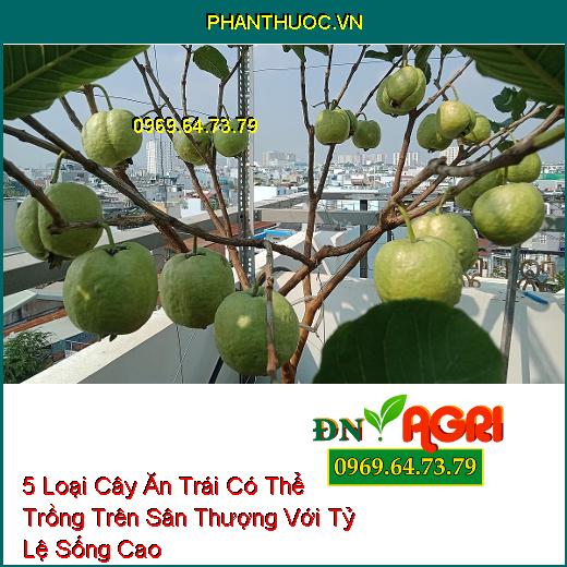 5 Loại Cây Ăn Trái Có Thể Trồng Trên Sân Thượng Với Tỷ Lệ Sống Cao