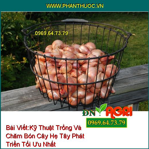 Kỹ Thuật Trồng Và Chăm Bón Cây Hẹ Tây Phát Triển Tối Ưu Nhất