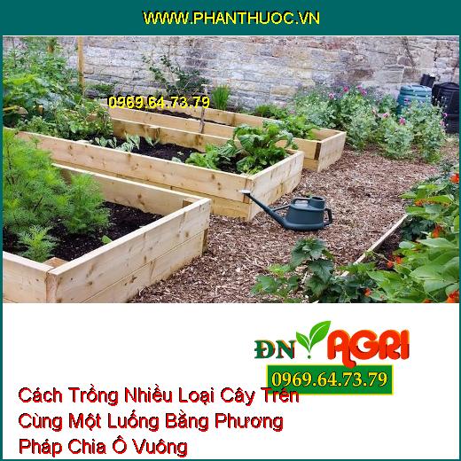 Cách Trồng Nhiều Loại Cây Trên Cùng Một Luống Bằng Phương Pháp Chia Ô Vuông