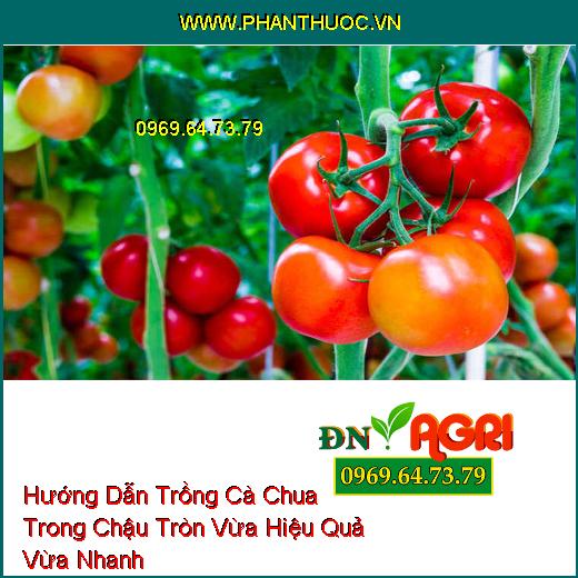 Hướng Dẫn Trồng Cà Chua Trong Chậu Tròn Vừa Hiệu Quả Vừa Nhanh