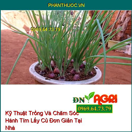 Kỹ Thuật Trồng Và Chăm Sóc Hành Tím Lấy Củ Đơn Giản Tại Nhà