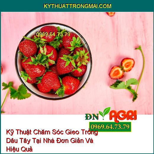 Kỹ Thuật Chăm Sóc Gieo Trồng Dâu Tây Tại Nhà Đơn Giản Và Hiệu Quả