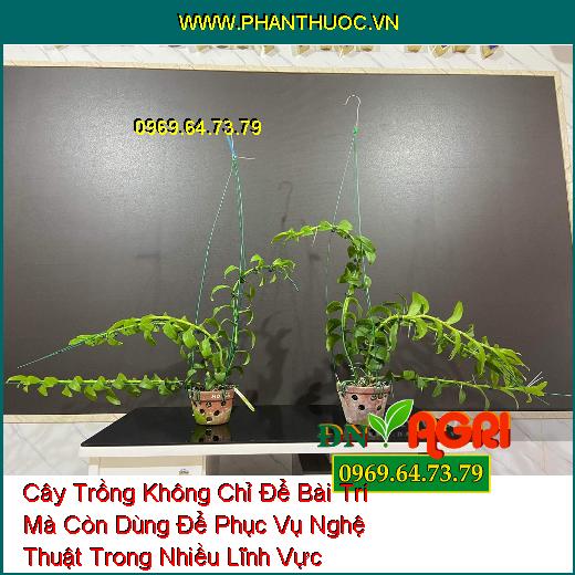 Cây Trồng Không Chỉ Để Bài Trí Mà Còn Dùng Để Phục Vụ Nghệ Thuật Trong Nhiều Lĩnh Vực Khác Nhau