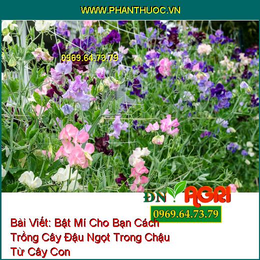 Bật Mí Cho Bạn Cách Trồng Cây Đậu Ngọt Trong Chậu Từ Cây Con