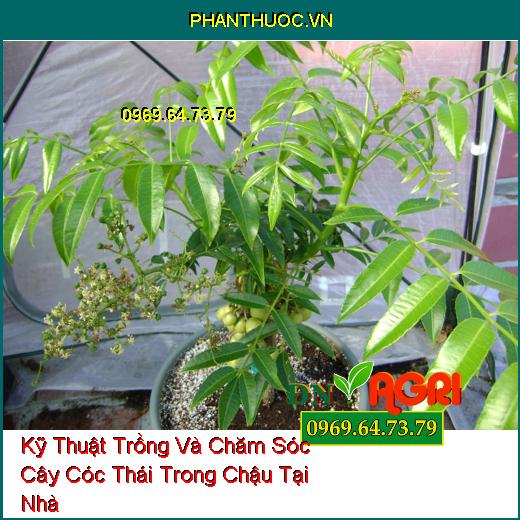 Kỹ Thuật Trồng Và Chăm Sóc Cây Cóc Thái Trong Chậu Tại Nhà